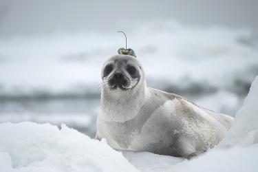 An adult female ribbon seal rests on an ice floe, looking directly at the camera with a transmitter on top of her head.