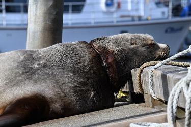 Lethargic subadult male Steller sea lion in the Kodiak harbor entangled in a plastic packing band.