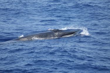 Rice's whale at the surface in blue water.