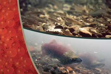 Different life stages of fish: eggs on the left, juvenile in the top image and chinook salmon on the bottom