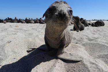 Seal pup on the beach with sand on its face and body with rookery in background