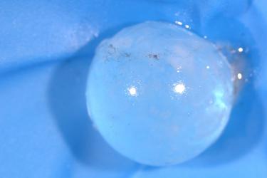 Shark eye lens on a blue background