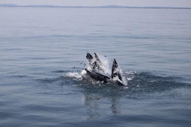 A humpback whale feeding at the surface. Credit: Kaylee Hawkes-Newburyport Whale Watch