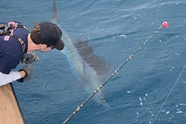 A man leaning over the side of the boat taking a look at a sailfish underwater