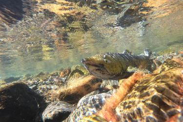 Chinook salmon in rocky, shallow water
