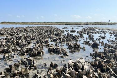 clusters of oysters in a marsh