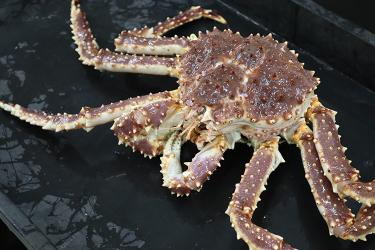 Red king crab against a black background