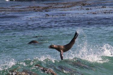 California sea lion jumping while riding a wave.