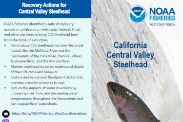 Central Valley Steelhead Brochure