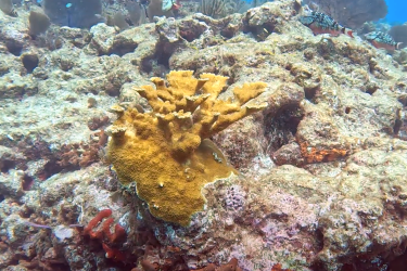 A small orange coral branches upwards off a relic skeleton of a coral reef 