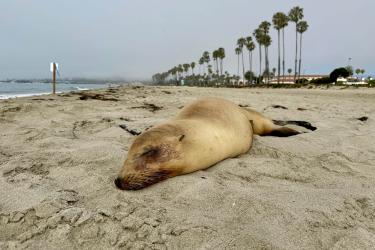 Stricken sea lion lying on a beach