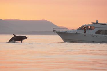 Recreational vessel approaching a killer whale