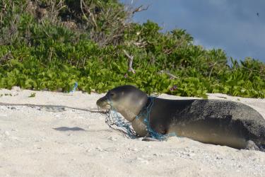 A Hawaiian monk seal lays on a sandy beach while a green net is wrapped around their neck and mouth. 