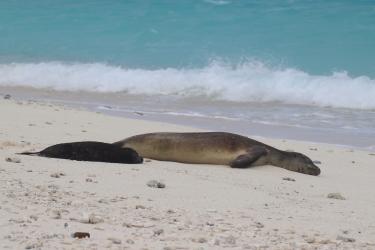 A Hawaiian monk seal mom and pup lay side-by-side on a sandy beach. 
