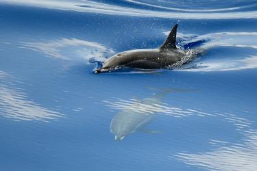 Two dolphins swim through smooth blue water, one just below the surface, the other with its back breaking through the water's surface.