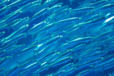 Many small silvery-blue fish swim in bright blue water.