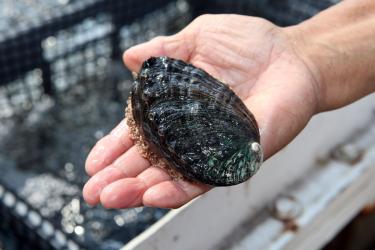 A black ezo abalone held in a hand at an abalone farm in Hawaii. 