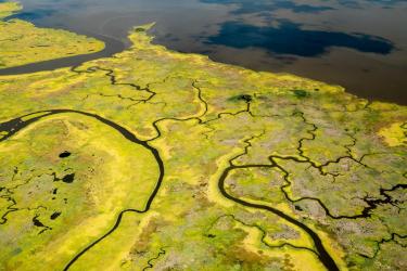 Aerial view of a tidal marsh showing the intricate water channels and greenery. 