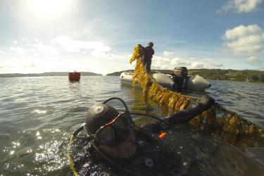 A scuba diver holds up a line full of giant kelp seaweed in southern California. 