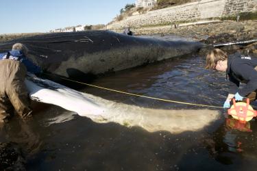 Humpback whale carcass lying on beach with two people measuring the pectoral flipper