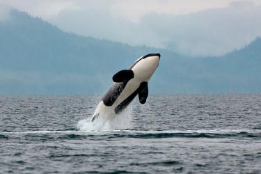 Orca jumping out of water.