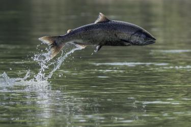 A chinook salmon jumping out of a body of water. 