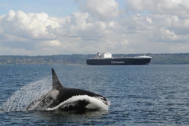 A killer whale traveling quickly with a cargo vessel in the background