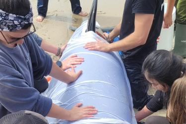 Responders pressing a moist cloth on a stranded killer whale