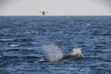 A whale raises its head out of the ocean's surface to breathe as a drone hovers overhead holding a bright orange tag