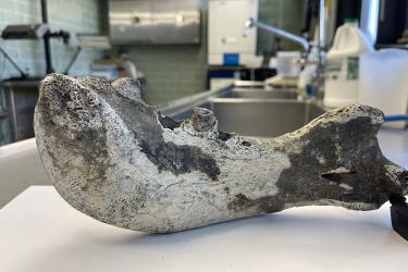 An old gray jawbone about the length of an adult forearm sits upon a table in a lab.