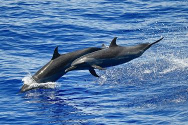 Two dolphins leaping through the air above bright blue water.