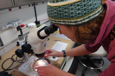 Scientist wearing beanie hat looking at zooplankton through a microscope