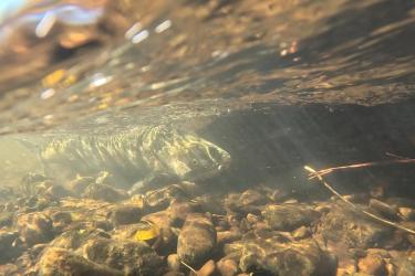 Chinook salmon swimming in Spencer Creek, Oregon