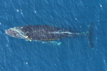 A birds-eye view of a humpback whale just below the ocean surface with gillnet wrapped around its head