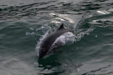 Surfing harbor porpoise