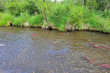 Sockeye salmon swimming in a river next to green trees