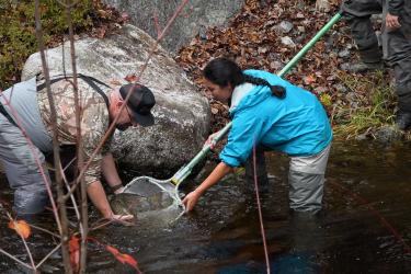 Salmon released by two people