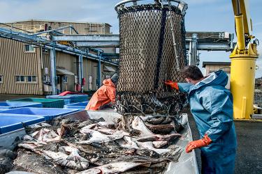 Fishermen offloading. Credit: Shutterstock