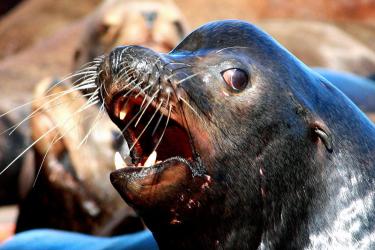 Closeup of a sea lion's head