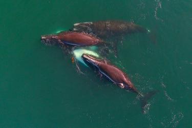Five North Atlantic right whales at the surface of the ocean. Perspective is looking down from above. 