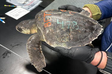 Hands wearing black sterile gloves hold a sea turtle with the number 478 on its shell and a name starting with the letters "Bet" are visible.