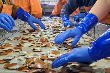 Close up of three pairs of blue rubber-gloved hands sort catch on a conveyor belt. Most of the catch they are sorting are Atlantic sea scallops ranging from white to a pumpkin orange in color and smaller than the diameter of a baseball.