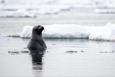 Adult ribbon seal in Alaska