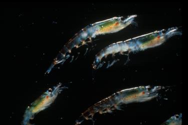 Several Antarctic krill swim across a dark background.