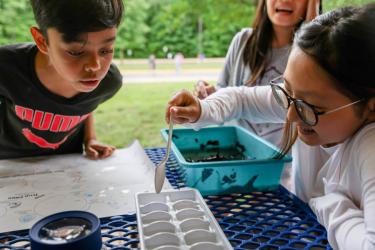 A young boy and girl lean over trays containing critters from their local stream. Photo by Chesapeake Bay Program/Will Parson.