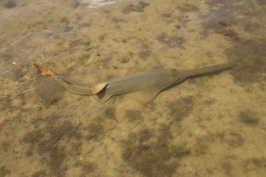 A small, flattened, elongated ray-like fish with a long tootled snout rests in the water on a muddy bottom