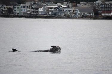 Killer whale carrying calf in Puget Sound