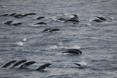 School of northern right whale dolphins at sea