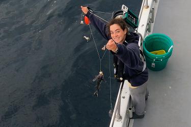  A scientist wearing a navy blue hoodie and life vest stands at the gunnel of a recreation fishing vessel and holds a baited fishing line with several hooks. One of the hooks has a small black sea bass about eight inches long.