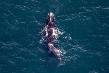 A right whale mom and calf pair swimming at the surface of the ocean. Perspective is from above, looking down.